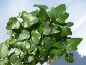 <em>Hedera helix</em> ‘Wonder Mini’ – Ornamental Ivy