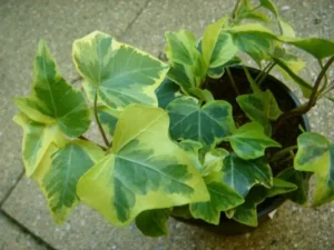 Hedera helix 'Yellow Frisian'