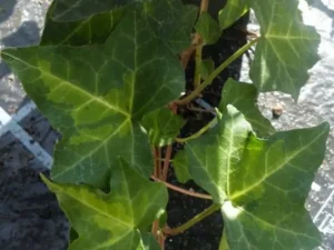 <em>Hedera helix</em> ‘Yellow Mist’ - Ornamental Ivy