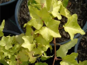 Hedera helix 'Pépite'