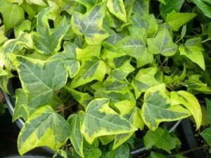 Hedera helix 'Yumin'