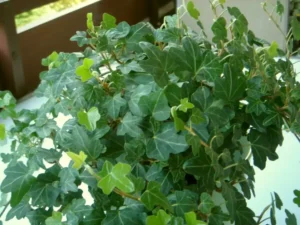 <em>Hedera helix</em> ‘Duckfoot’ - Ornamental ivy