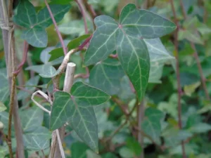 <em>Hedera helix</em> &lsquo;Florida&rsquo; – Lierre d&rsquo;ornement