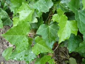 Hedera hibernica 'Arco'