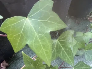 Hedera hibernica 'China Plate'