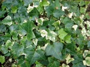 Hedera hibernica 'Dealbata'