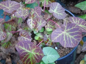 Hedera hibernica 'Deltoidea' 'Deltoidea' 'Deltoidea' 'Deltoidea' 'Deltoidea'