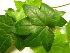 Hedera hibernica 'Ebony' - Irish Ivy