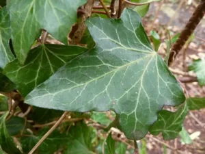 Hedera hibernica 'Glengariff'