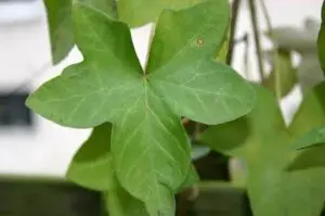 Hedera hibernica 'Hamilton'