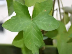 <em>Hedera hibernica</em> &lsquo;Hamilton&rsquo; – Lierre d&rsquo;Irlande