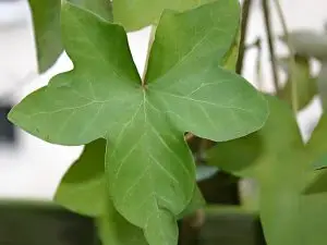<Hedera hibernica</em> ‘Hamilton’ - Edera irlandese