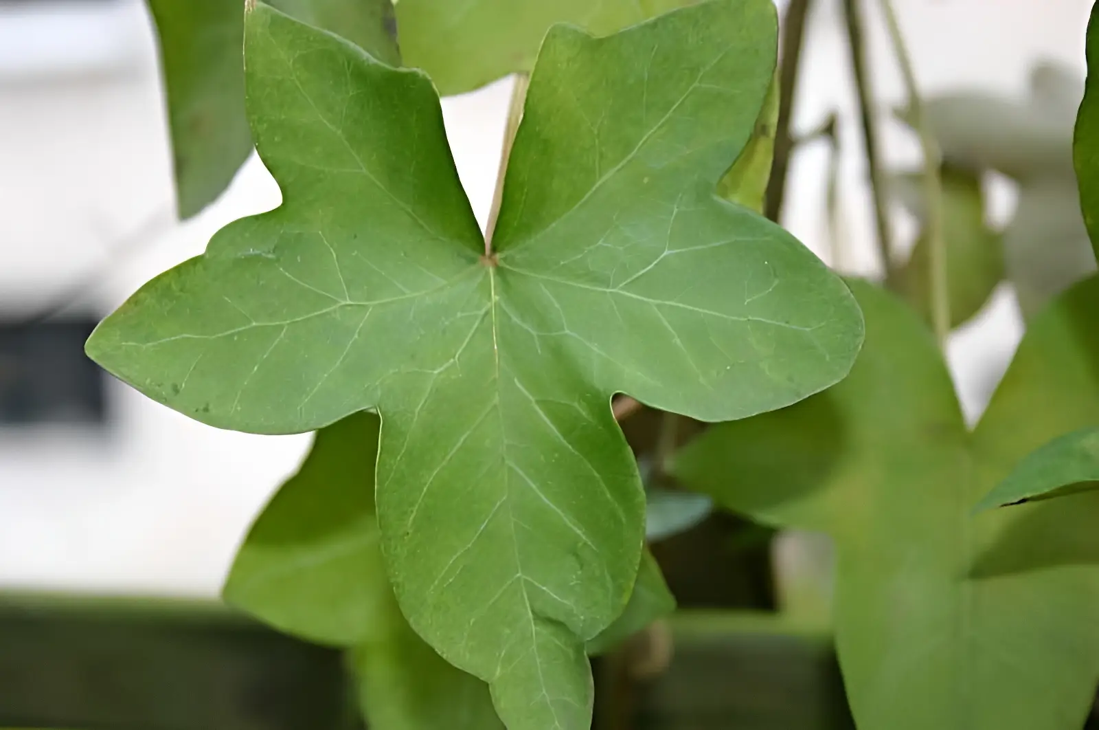 Hedera hibernica 'Hamilton'