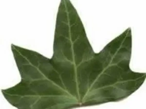 <em>Hedera hibernica</em> ‘Palmata’ - Irish Ivy