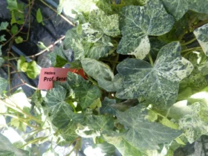 <em>Hedera hibernica</em> &lsquo;Professor Seneta&rsquo; – Lierre d&rsquo;Irlande