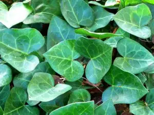 Hedera hibernica 'Sark'