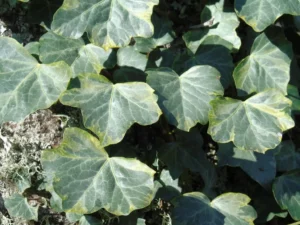 Hedera hibernica 'Sulphurea' (Hedera hibernica 'Sulphurea')'