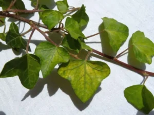Hedera hibernica 'Tesselata'