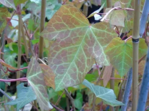 Hedera hibernica 'Light Green'