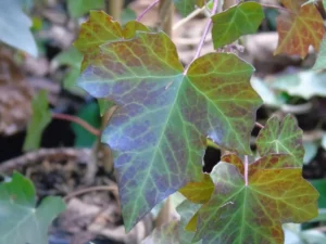 Hedera hibernica 'Vitifolia'