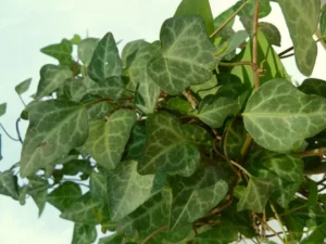 Hedera iberica 'Aracena'