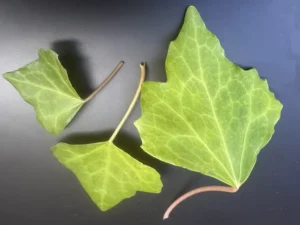 <em>Hedera iberica</em> &lsquo;Monchique&rsquo; – Lierre d&rsquo;Espagne