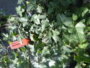 Hedera nepalensis 'Donnerhill'