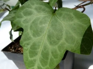 <em>Hedera nepalensis</em> &lsquo;Marbled Dragon&rsquo; – Lierre du Népal