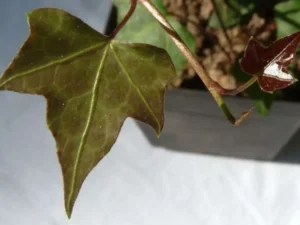 <em>Hedera nepalensis</em> &lsquo;Sino Bart&rsquo; – Lierre du Népal