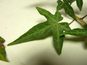 Hedera nepalensis 'Suzanne' (Suzanne)'