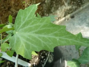 <em>Hedera nepalensis</em> var. sinensis – Lierre de Chine