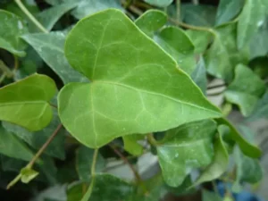 <em>Hedera nepalensis</em> var. sinensis NL – Lierre de Chine