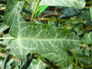 Hedera pastuchovii 'Ann Ala' 'Ann Ala' 'Ann Ala' 'Ann Ala' 'Ann Ala'