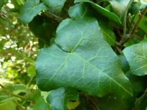 Hedera pastuchovii 'Lagodekhi'