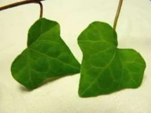 <em>Hedera rhombea</em> &lsquo;Pierot&rsquo; – Lierre du Japon