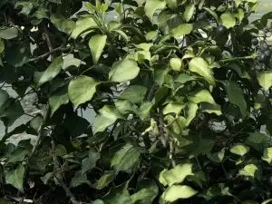 Hedera rhombea 'Submarginata Arborescens'