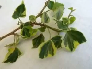<em>Hedera rhombea</em> &lsquo;Submarginata Arborescens&rsquo; – Lierre du Japon