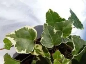 Hedera rhombea 'Variegata' (Variegated)'