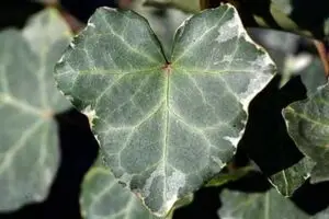Hedera x soroksarensis 'Silbermöwe' 'Silbermöwe'