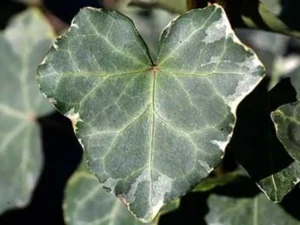 <em>Hedera x</em> soroksarensis &lsquo;Silbermöwe&rsquo; – Lierre d&rsquo;ornement