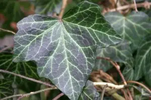 Hedera x soroksarensis 'Woerneri'