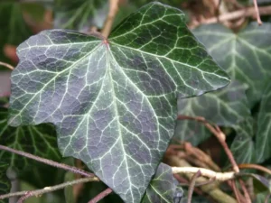 <em>Hedera x</em> soroksarensis ‘Woerneri’- Ornamental ivy