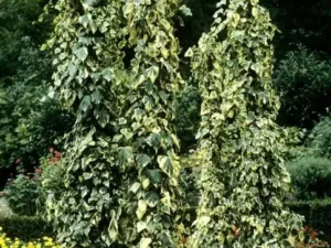 Kit plantation lierre grimpant