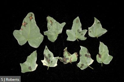 Bacterial spot disease