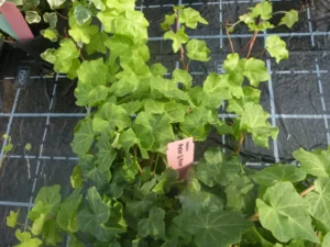 Hedera helix 'Peter Q Rose'