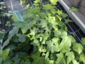 <em>Hedera helix</em> &lsquo;Sterntaler&rsquo; – Lierre d&rsquo;ornement