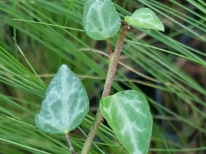 *Hedera pastuchovii* – Edera dell'Iran