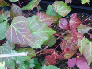 Hedera algeriensis 'Chloé' (French)'