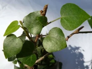 <em>Hedera helix</em> ‘Aracs’ – Ornamental Ivy