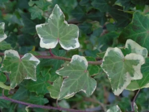 Hedera helix 'François Battet'